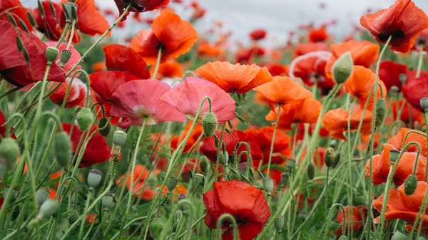 Private William Arnold Adie, Glascote, d. 1918